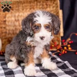 Ziggy, Mini Bernedoodle Puppy